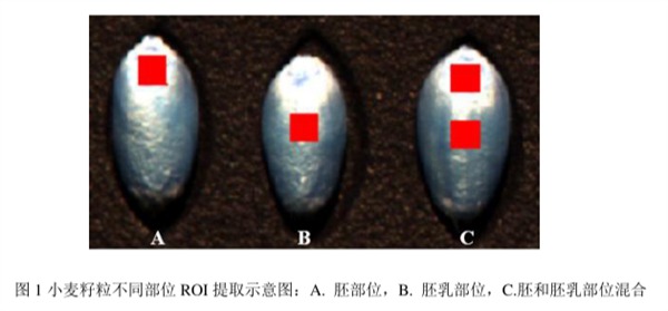 圖1小麥籽粒不同部位ROI提取示意圖：A.胚部位，B.胚乳部位，C.胚和胚乳部位混合