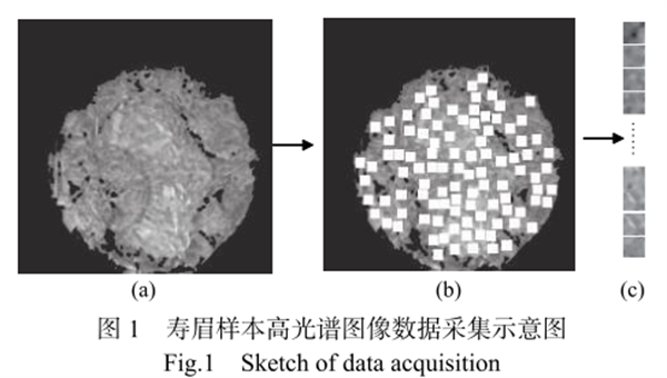 高光譜相機(jī)成像技術(shù)在白茶儲(chǔ)藏年份判別中的應(yīng)用1